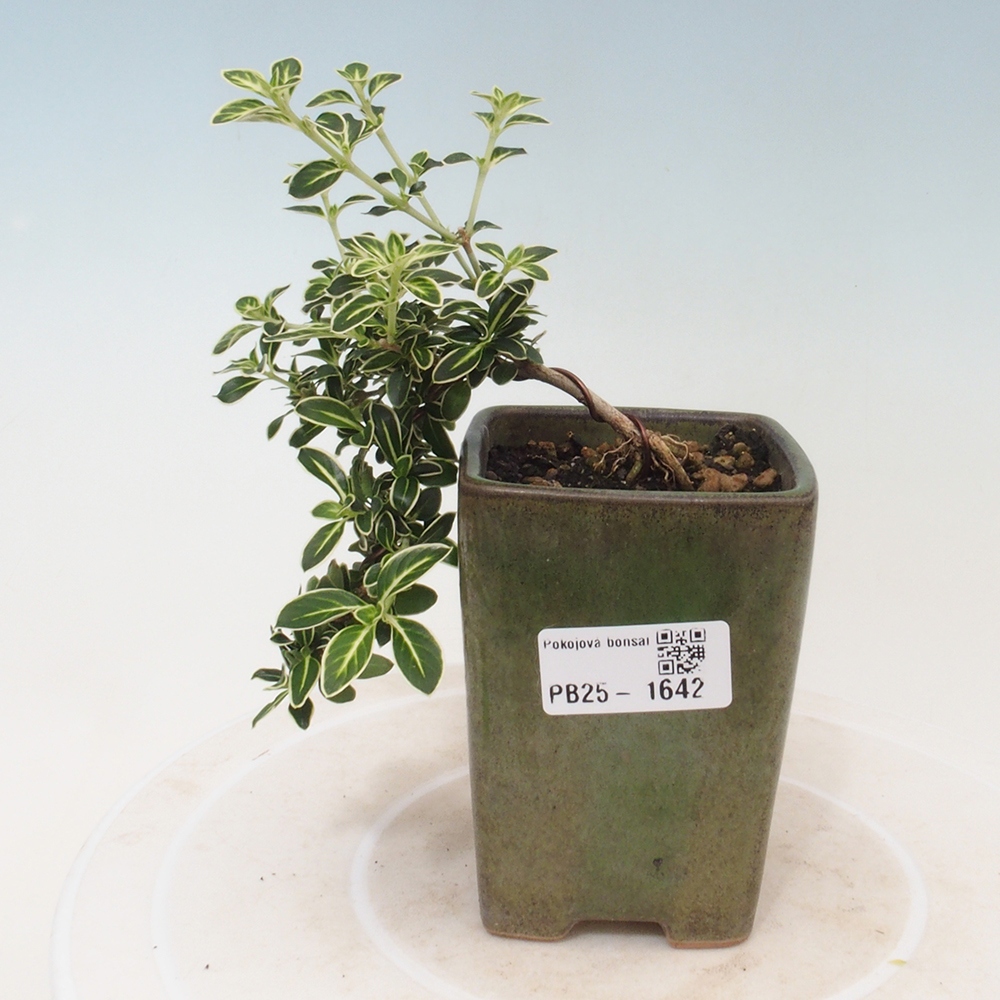 Zimmerbonsai - Serissa foetida Variegata - Baum der tausend Sterne
