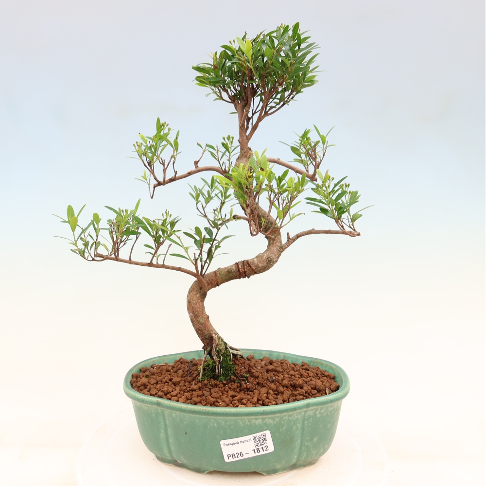 Zimmer Bonsai - Syzygium - Piment