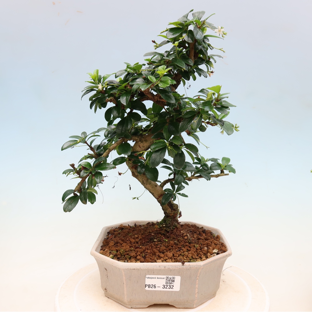 Zimmer-Bonsai - Carmona macrophylla - Tee-Fuki