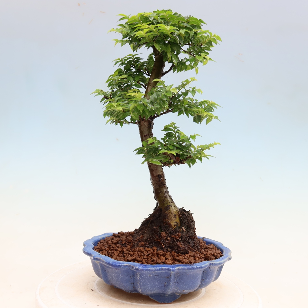 Bonsai für den Außenbereich – Ulmus Jacqueline Hillier – Pappelulme
