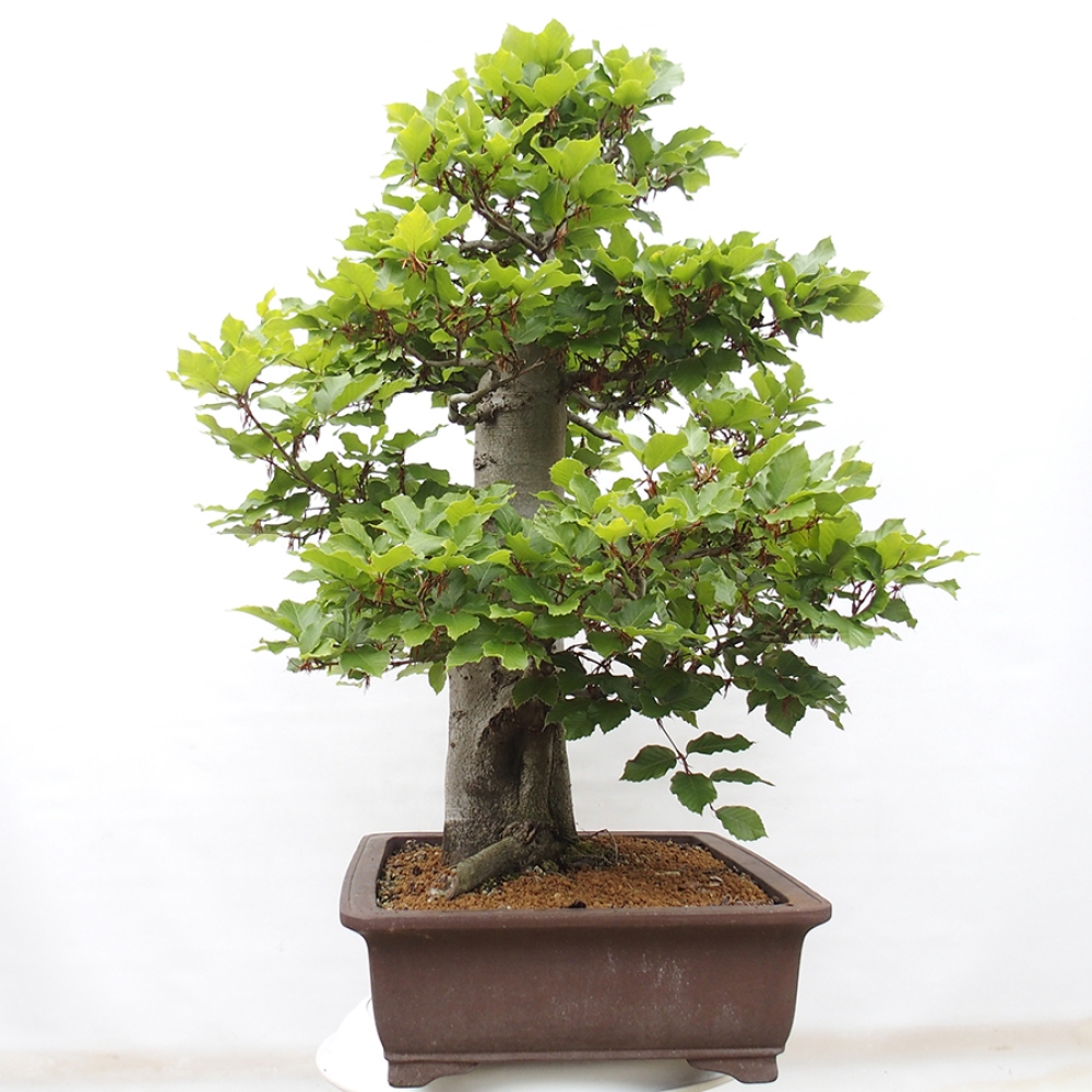 Bonsai im Freien - Fagus sylvatica - Buche