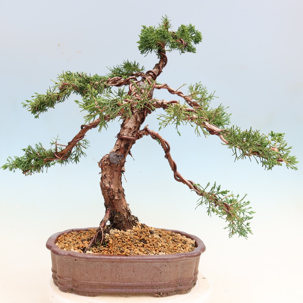 Bonsai für draußen - Juniperus chinensis Kishu