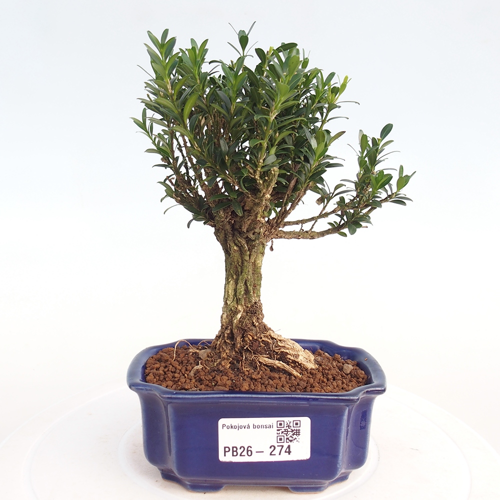 Zimmer Bonsai - Buxus harlandii - Korkbuxus