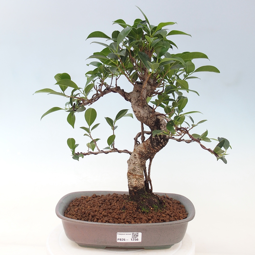 Indoor-Bonsai - Ficus kimmen - kleinblättriger Ficus