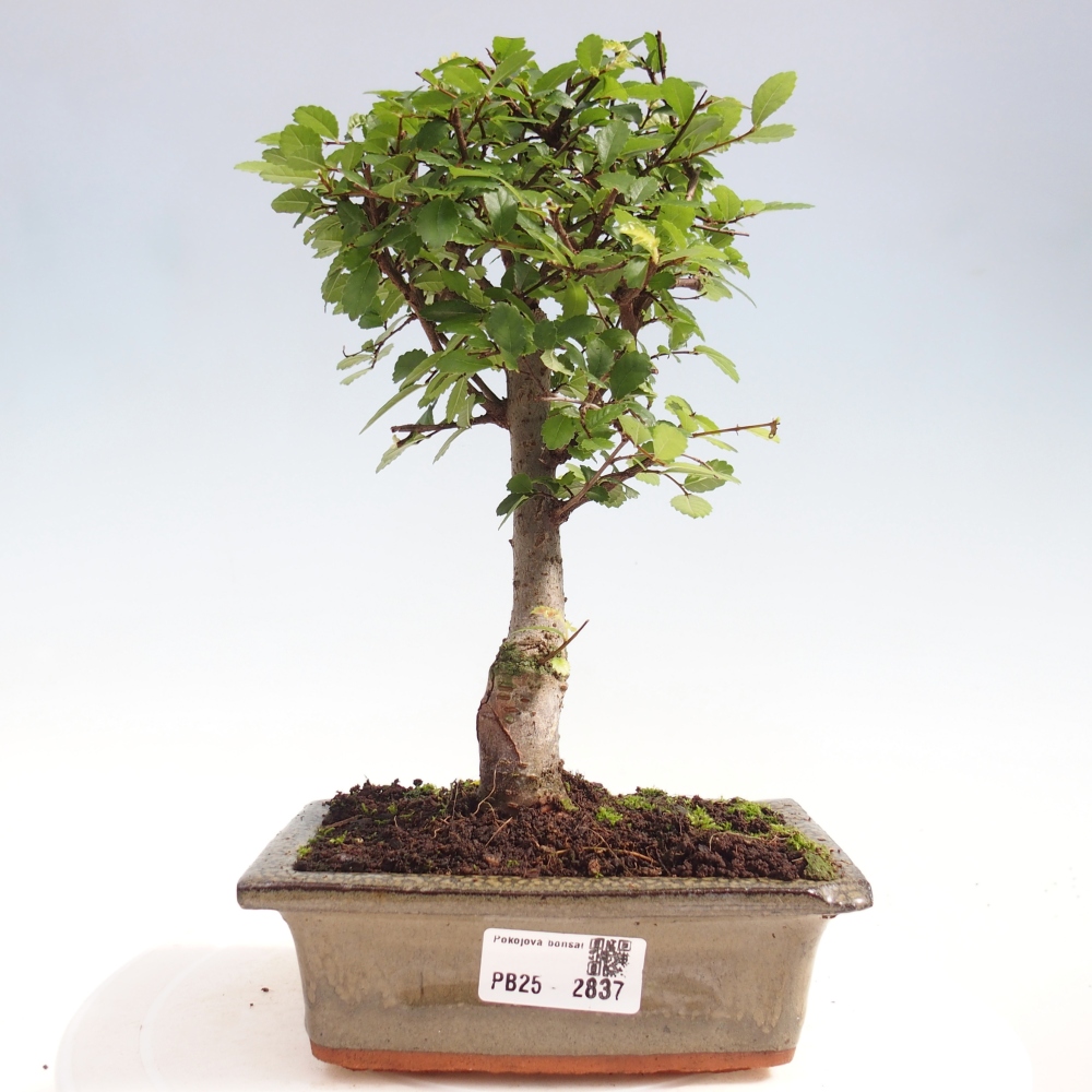 Zimmerbonsai - Ulmus parvifolia - Kleinblättrige Ulme