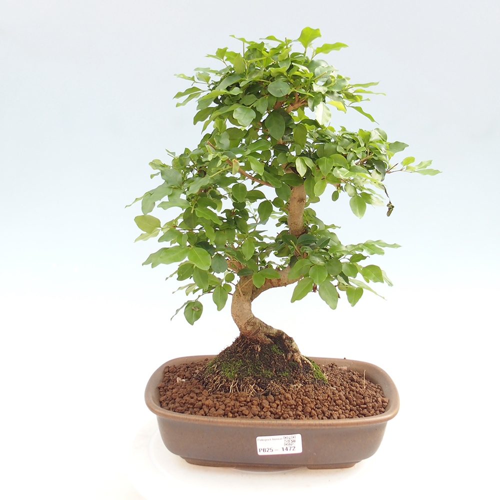 Zimmerbonsai -Ligustrum chinensis - Liguster