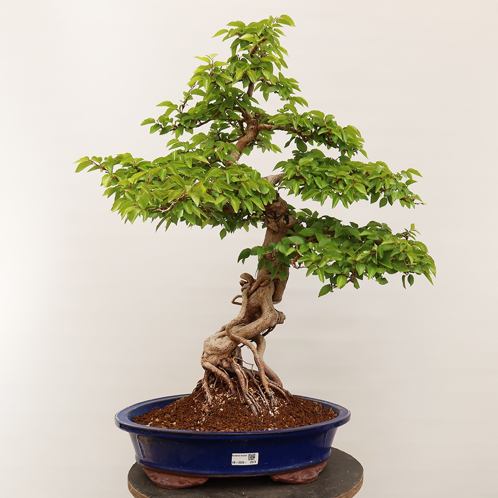 Bonsai im Freien - Carpinus Coreana - Koreanische Hainbuche