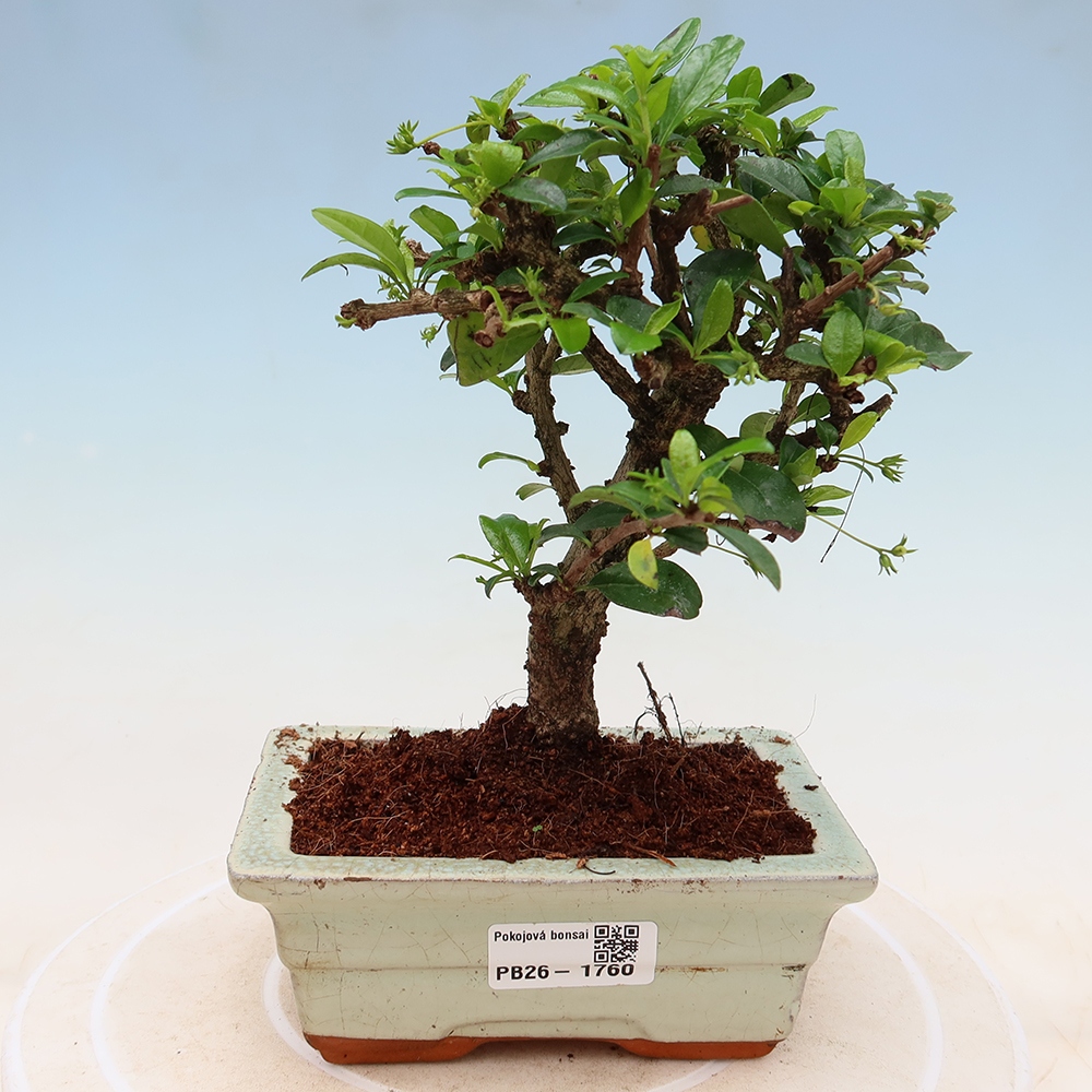 Zimmer-Bonsai - Carmona macrophylla - Tee-Fuki