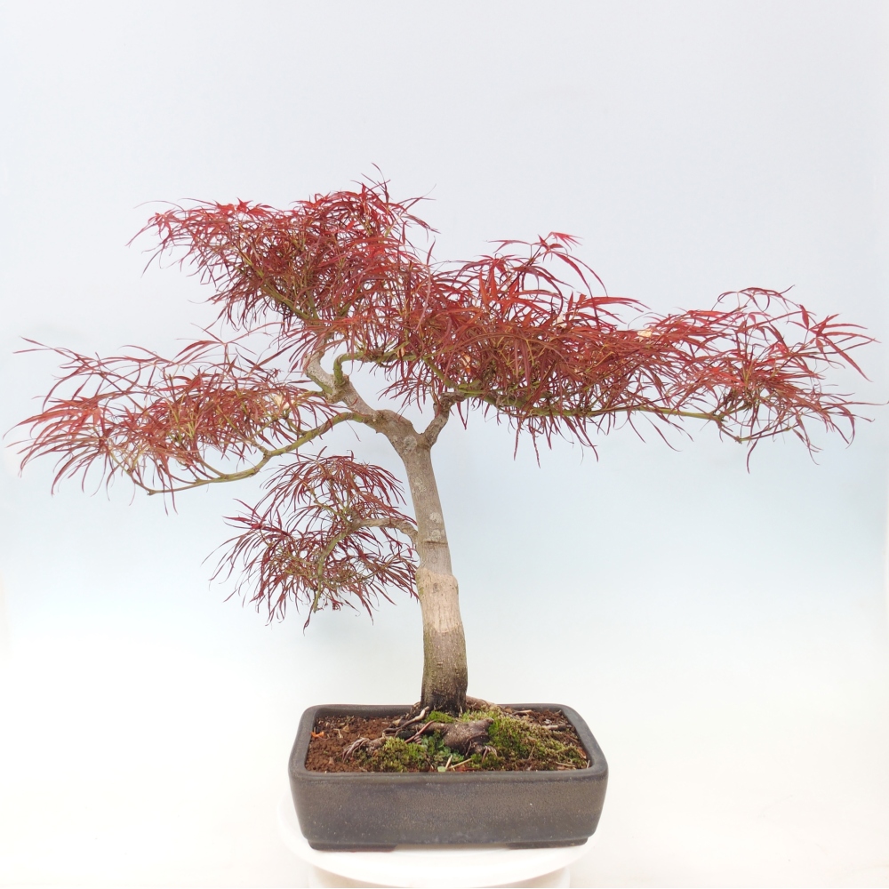 Bonsai für draußen - Acer palmatum RED PYGMY
