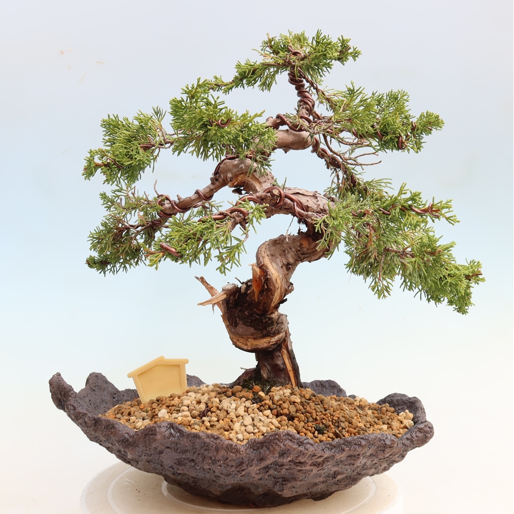 Bonsai für draußen - Juniperus chinensis Itoigawa-Juniperus chinensis