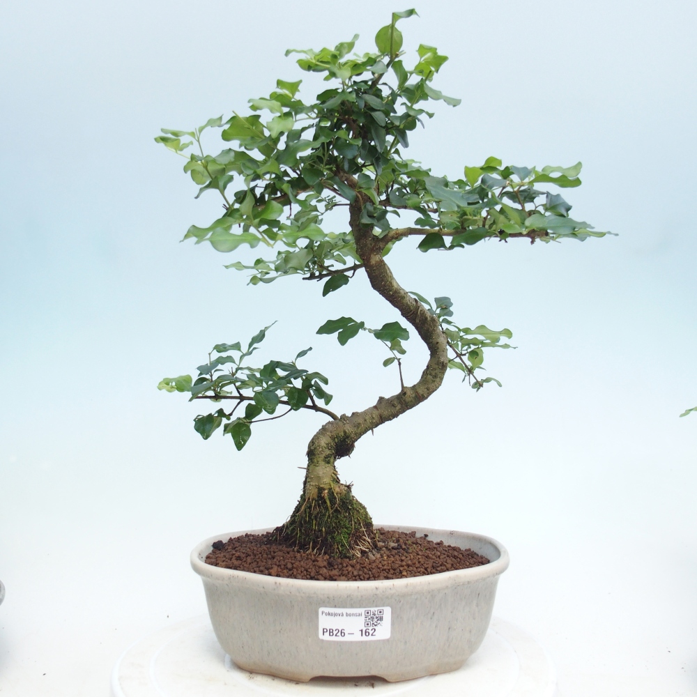 Zimmerbonsai -Ligustrum retusa - Kleinblättriger Vogelschnabel