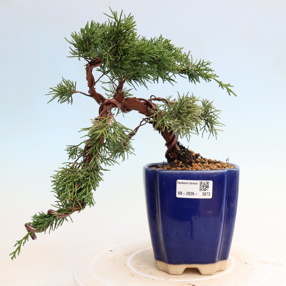 Bonsai für draußen - Juniperus chinensis Kishu