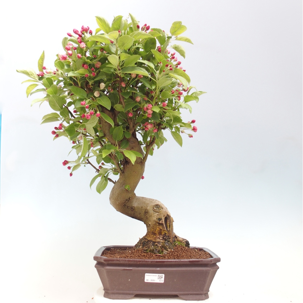 Outdoor-Bonsai -Malus halliana - Kleinfrüchtiger Apfelbaum