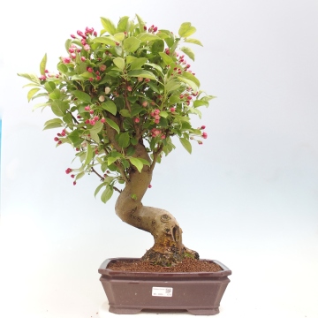 bonsai direkt in japan kaufen japan bonsai – Plantre main image 0