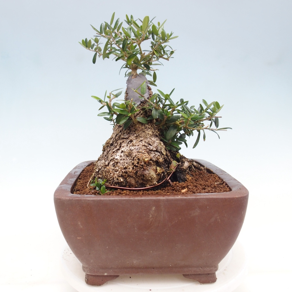 Indoor-Bonsai - Olea europaea sylvestris - Europäisches kleinblättriges Olivenöl