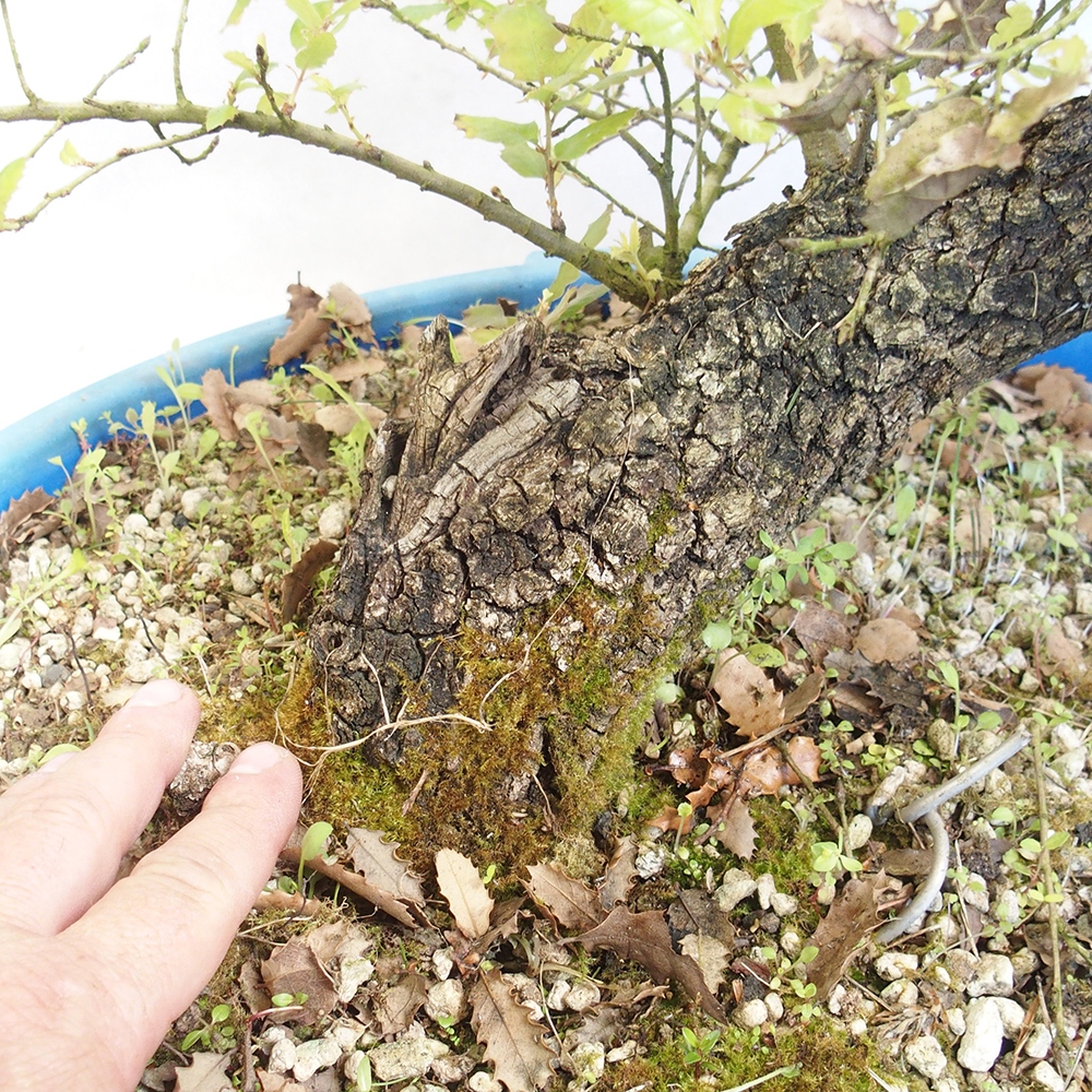 Freilandbonsai Quercus Cerris - Eiche Cer