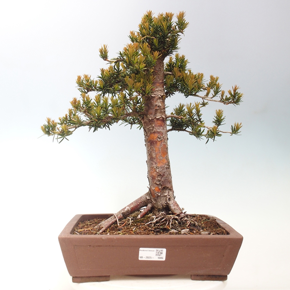 Bonsai im Freien - Taxus cuspidata - Japanische Eibe
