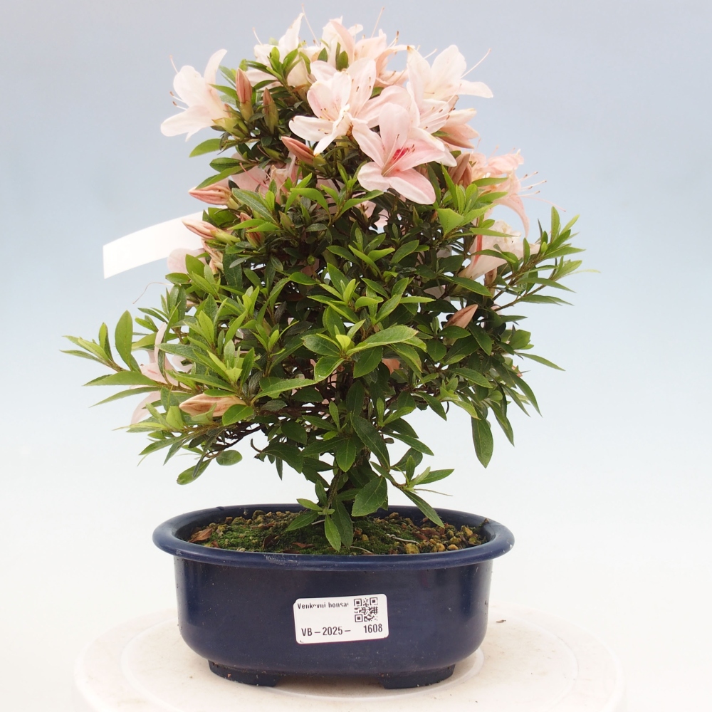 Bonsai im Freien - Japanische Azalee - Azalea Nikko