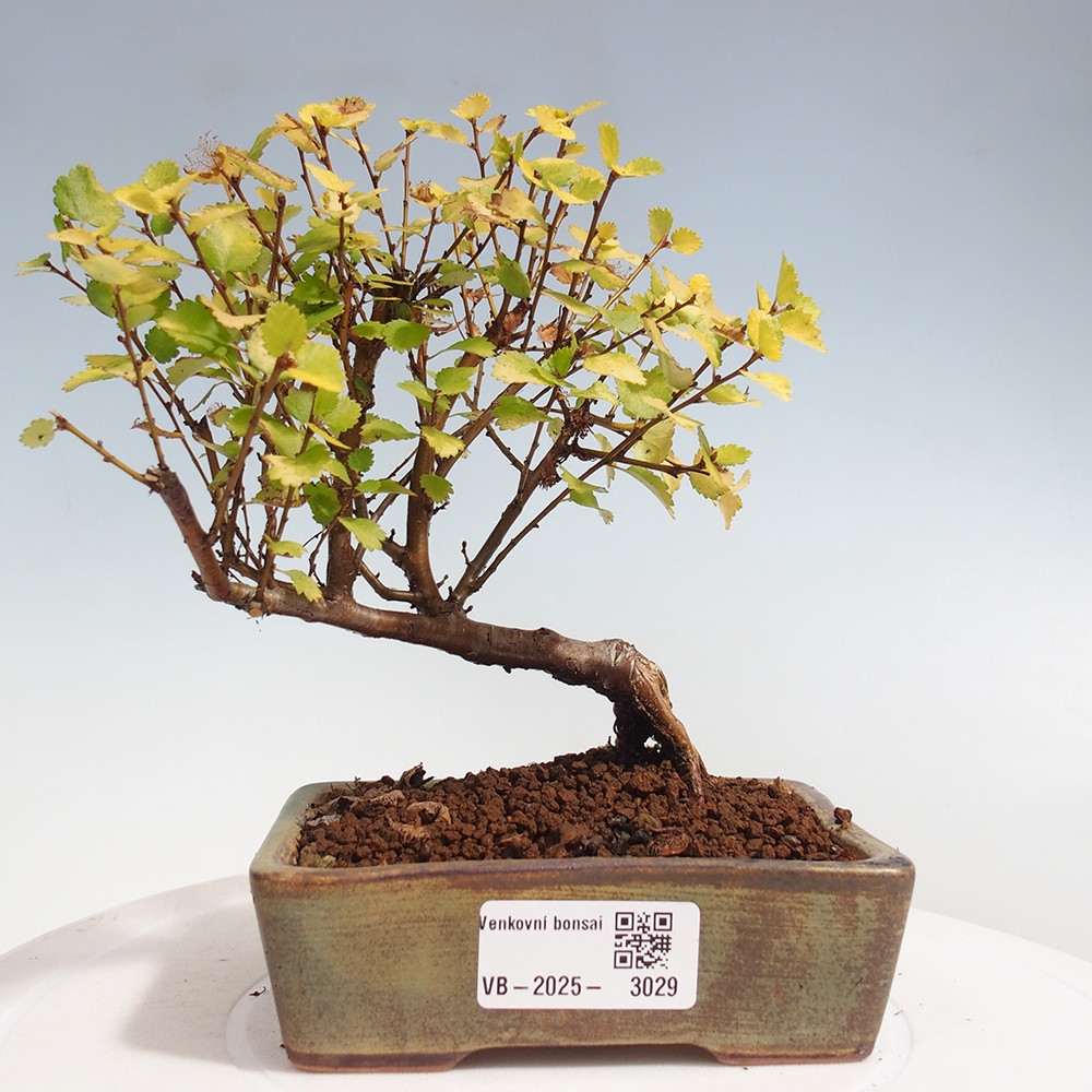 Bonsai im Freien - Zwergbirke - Betula NANA Treasure