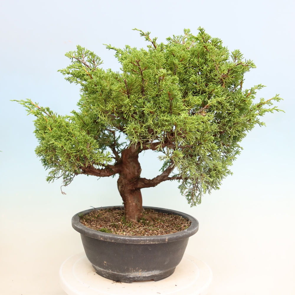 Bonsai für draußen - Juniperus chinensis Itoigawa-Juniperus chinensis