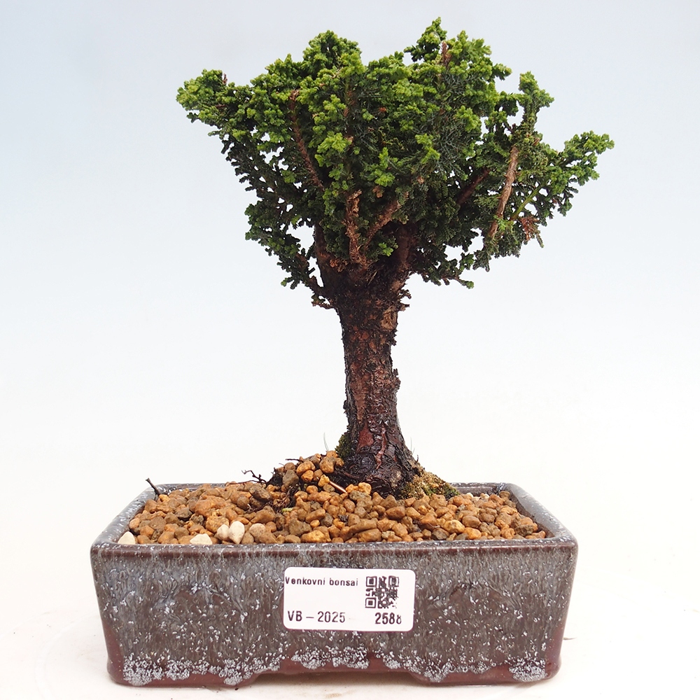 Bonsai im Freien - Cham. obtusa SEKKA HINOKI - Zypresse