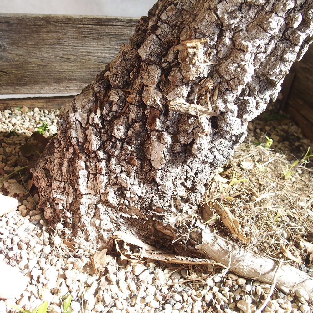Freilandbonsai Quercus Cerris - Eiche Cer