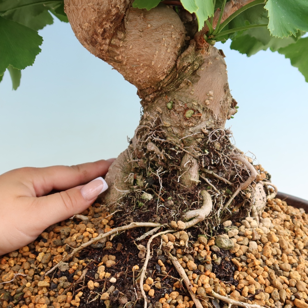 Bonsai für draußen - Ginkgo biloba - Ginkgo biloba