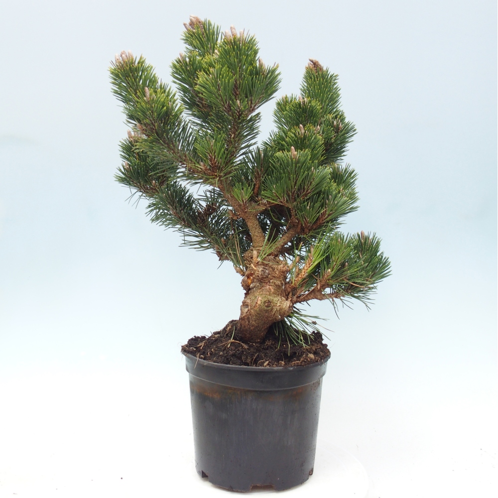 Bonsai für draußen - Pinus thunbergii senjyumaru - Thunberg-Kiefer