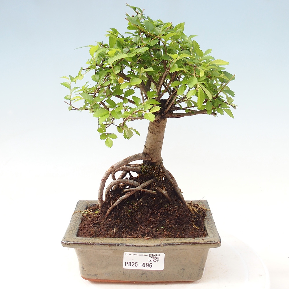 Zimmerbonsai - Ulmus parvifolia - Kleinblättrige Ulme