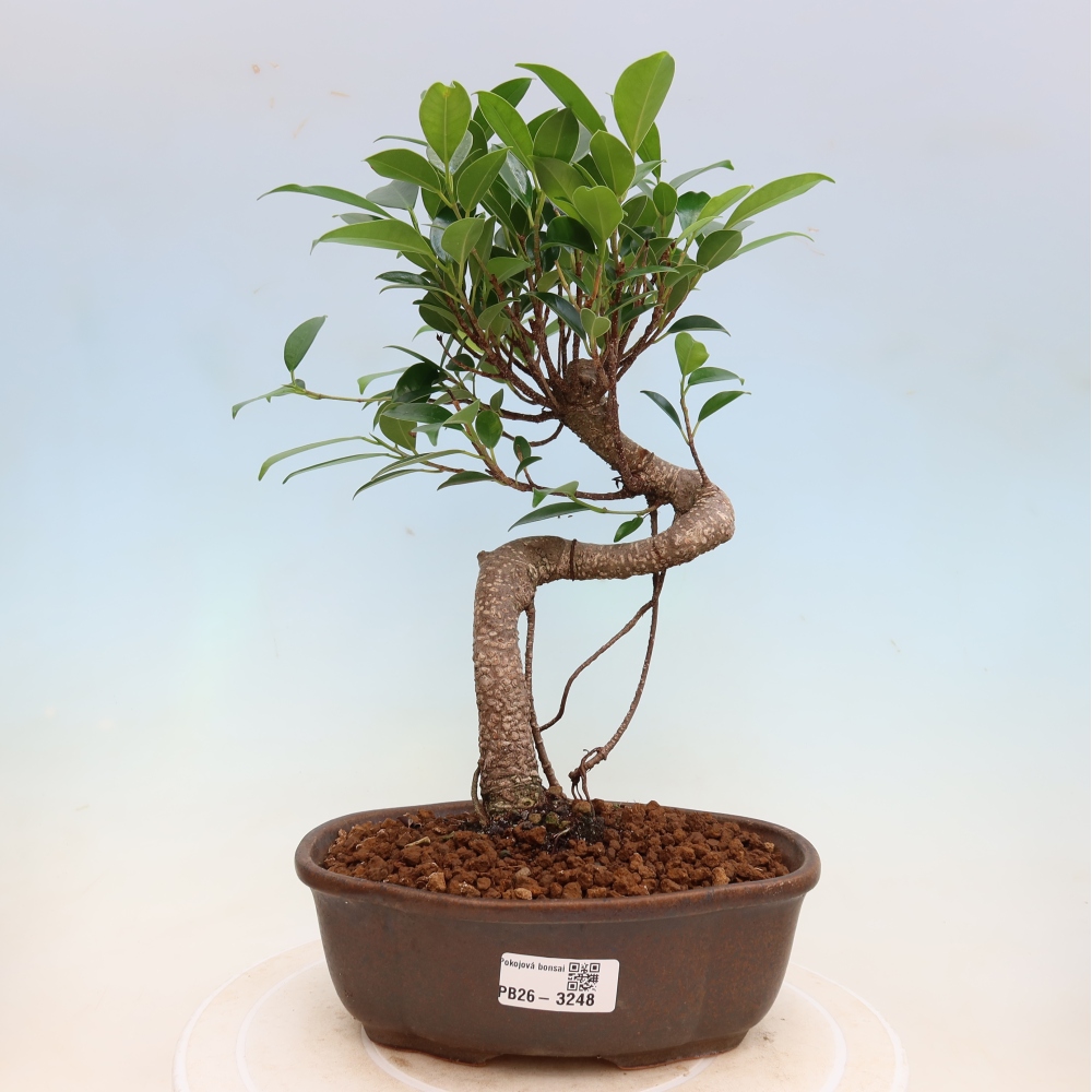 Zimmerbonsai - Ficus kimmen - Kleinblättriger Ficus
