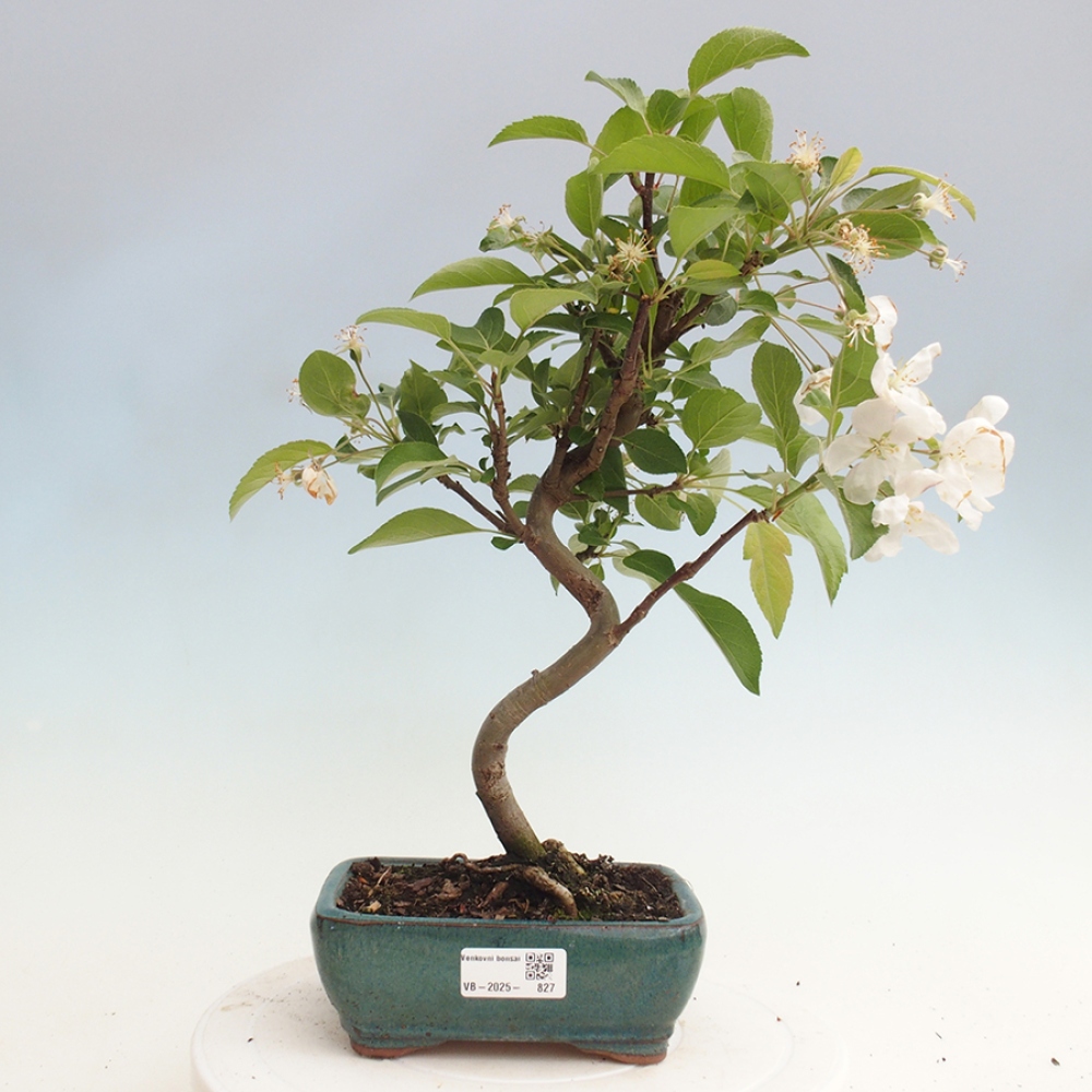 Bonsai im Freien - Malus halliana - Kleinfruchtiger Apfelbaum
