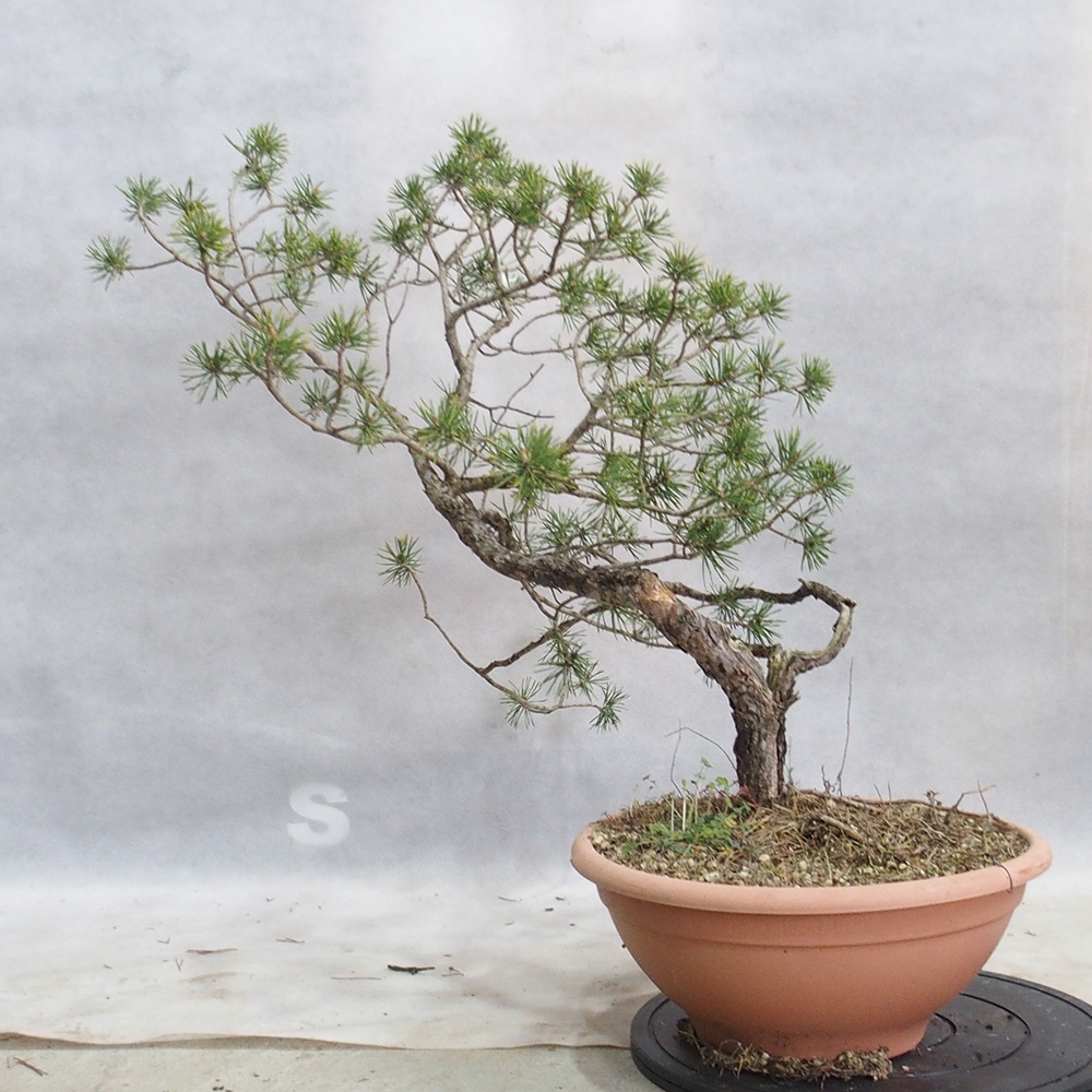 Yamadori - Pinus sylvestris 