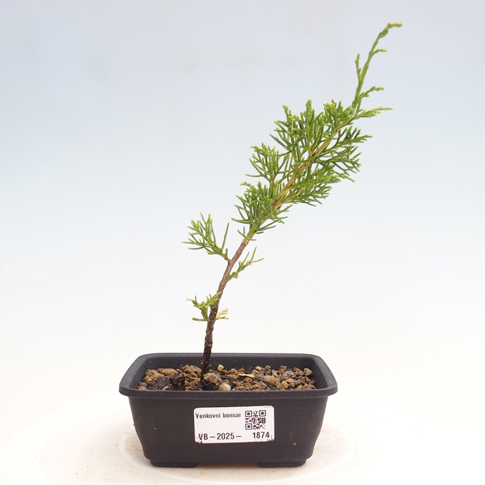 Outdoor bonsai - Juniperus chinensis Itoigawa - Chinese juniper