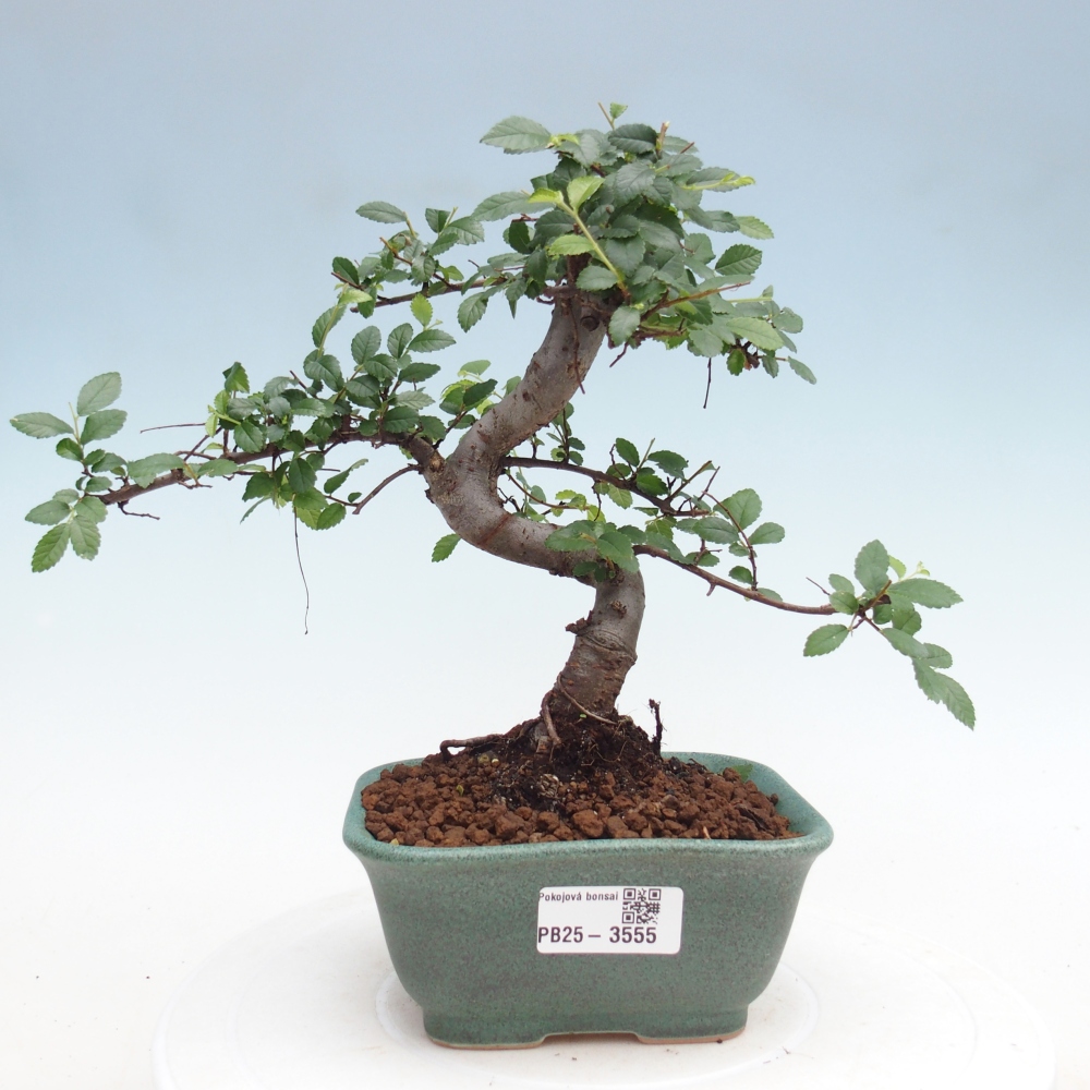 Zimmerbonsai - Ulmus parvifolia - Kleinblättrige Ulme