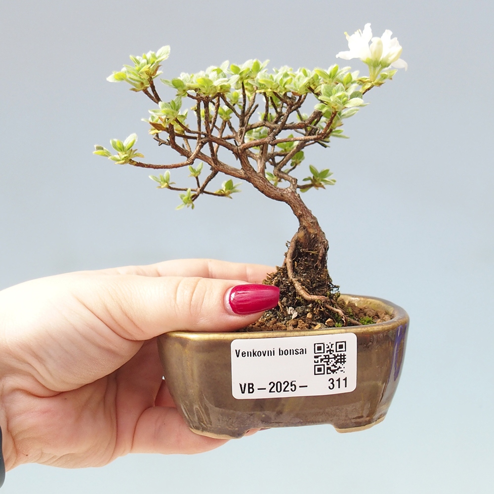 Outdoor-Bonsai - Rododendron indicum - Japanische Azalee