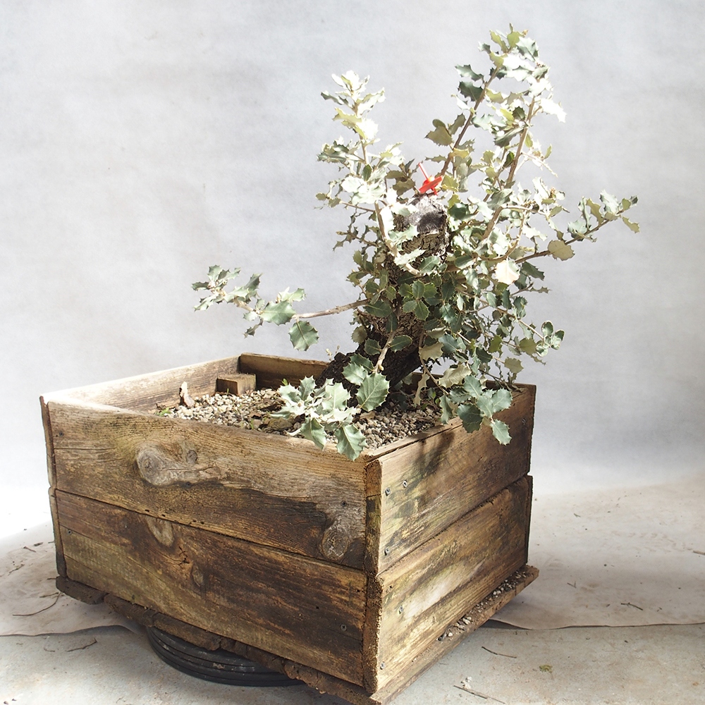 Freilandbonsai Quercus coccifera - Eiche 