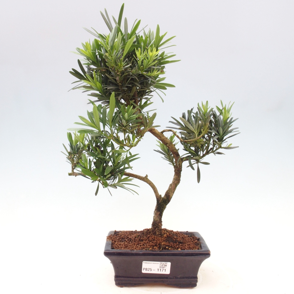 Indoor-Bonsai - Podocarpus - Stein tausend