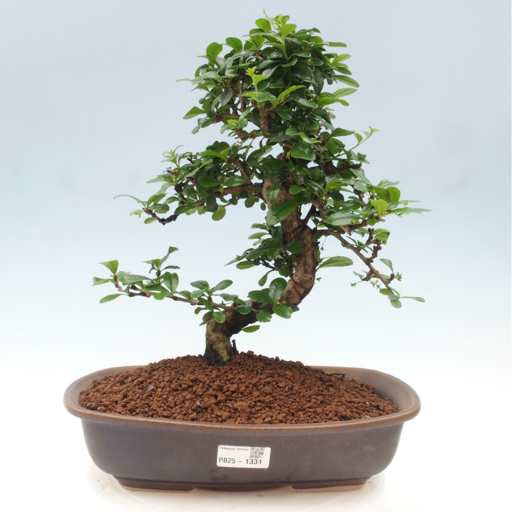 Zimmer Bonsai - Carmona macrophylla - Tea Fuki