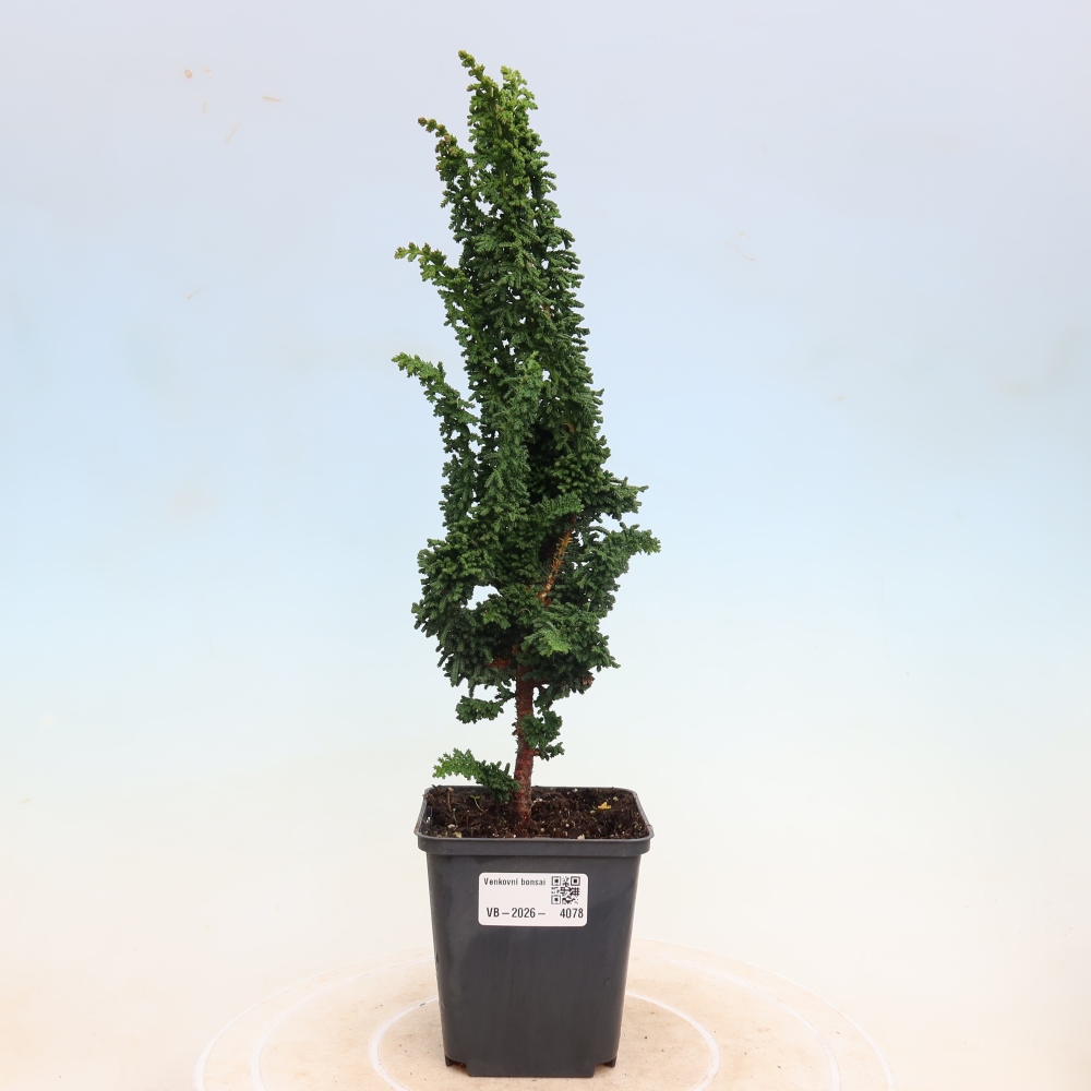 Bonsai für draußen - Cham. obtusa SEKKA HINOKI - Zypresse