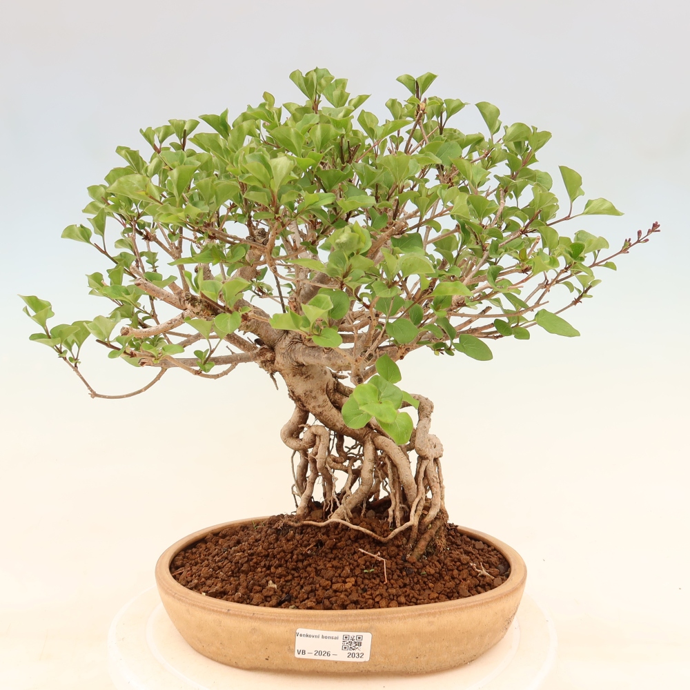 Bonsai für draußen - Syringa microphylla - Kleinblütiger Flieder