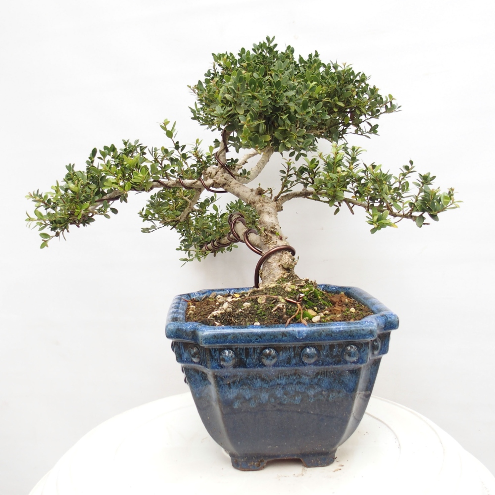 Zimmerbonsai - Ilex crenata - Holly