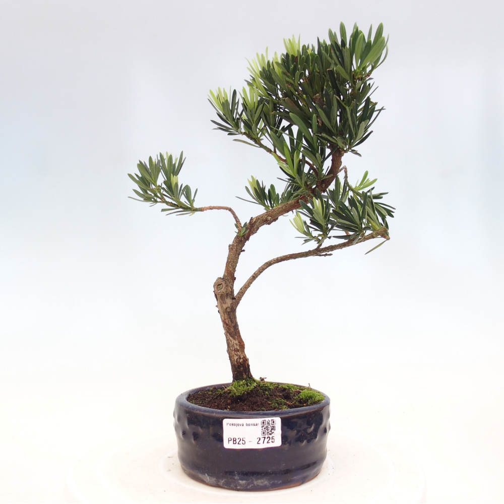 Indoor-Bonsai - Podocarpus - Stein tausend