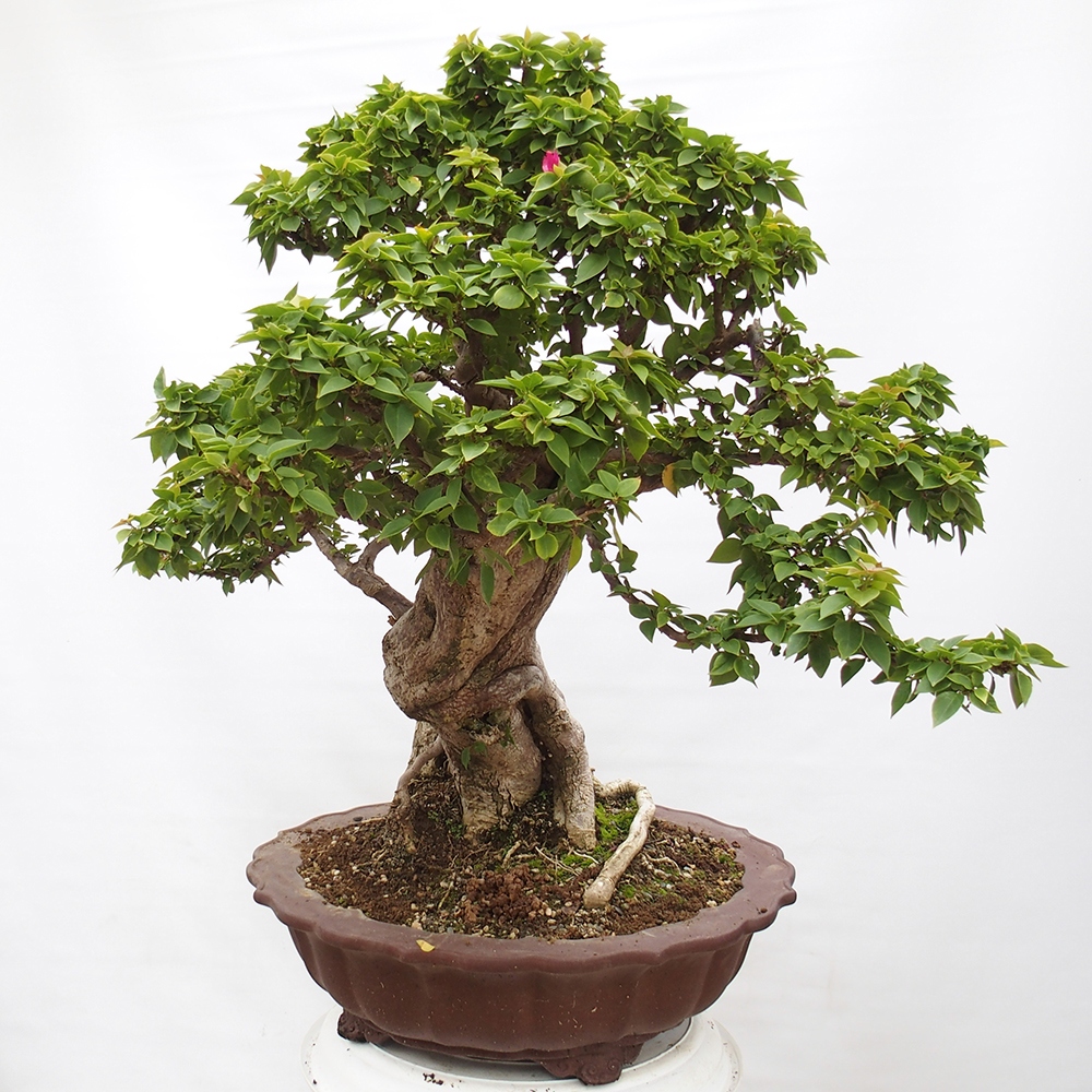 Zimmerbonsai - Bouganwilea