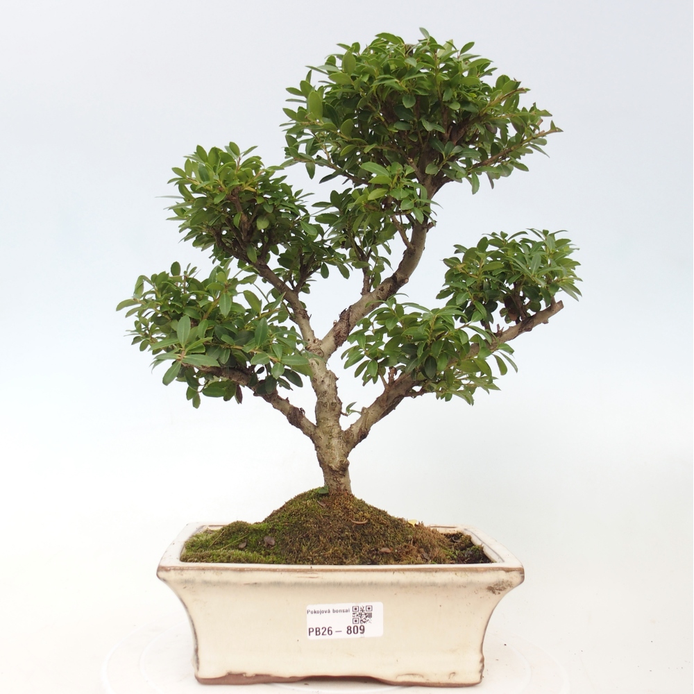 Zimmer Bonsai - Ilex crenata - Stechpalme