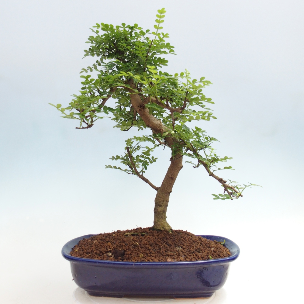 Zimmer Bonsai - Zantoxylum piperitum - Pfefferbaum