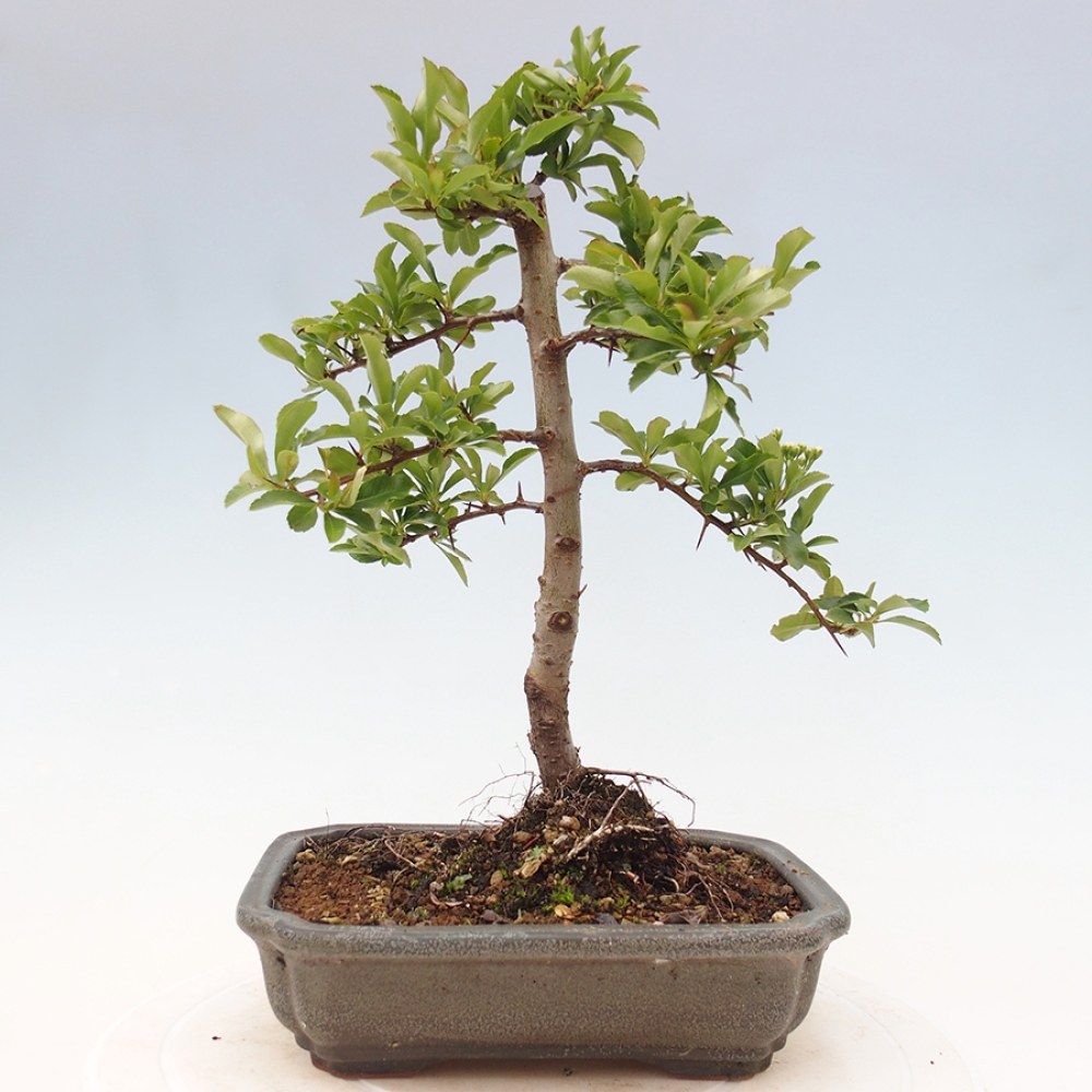 Outdoor Bonsai-Pyracanta Teton -Bäckerei