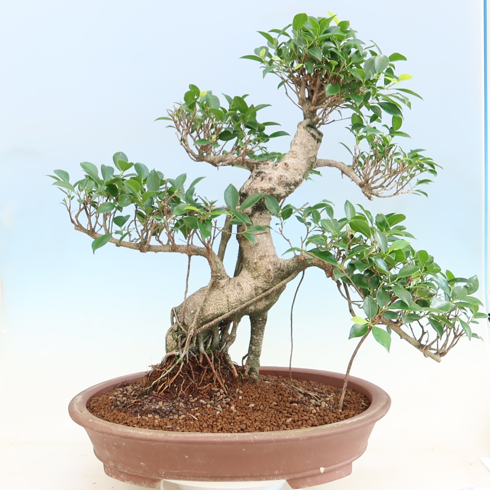 Zimmerbonsai - Ficus kimmen - Kleinblättriger Ficus