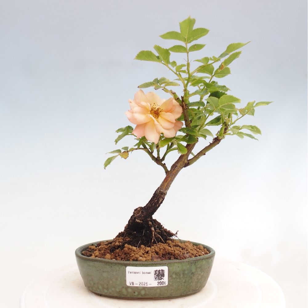 Freilandbonsai - Rosa Kordes -  Rose