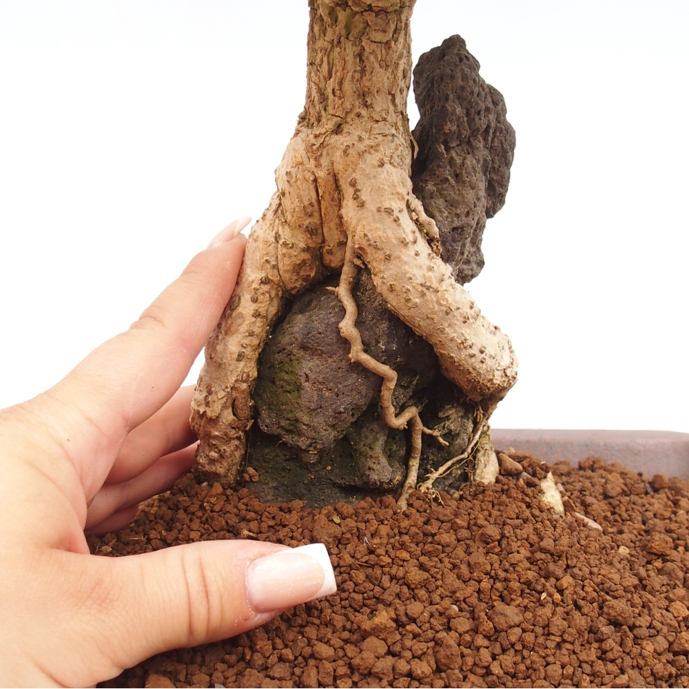 Bonsai für draußen - Berberis coreana