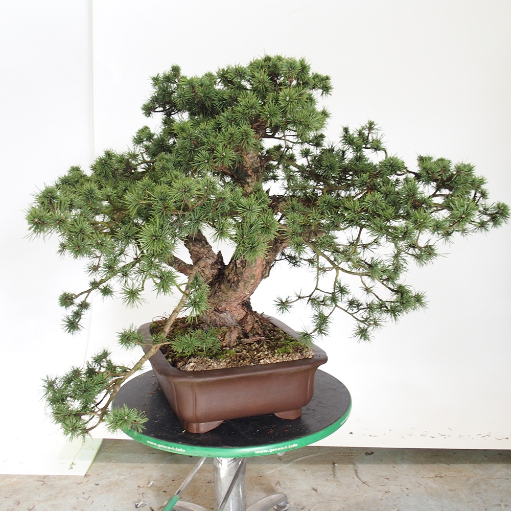 Yamadori - Pinus sylvestris Spanien